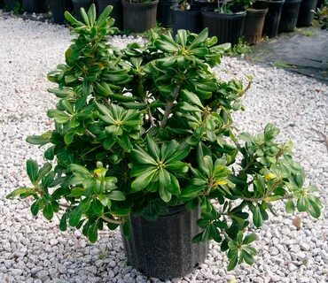 Pittosporum - Más de 1000 PLANTAS Y FLORES del mundo