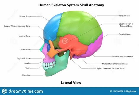 Skull a Part of Human Skeleton System Anatomy Lateral View w