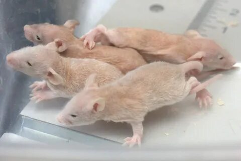 More ugly rats