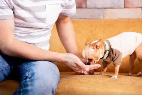 Hallmarks of Responsible Dog Ownership: Do You Fit the Bill?