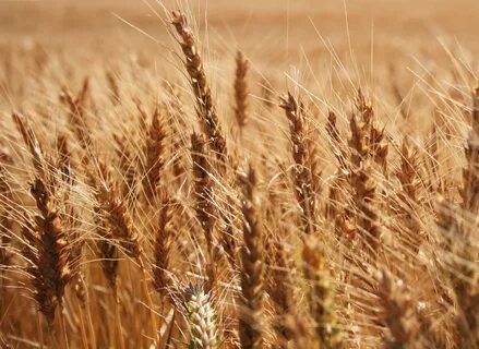 Free photo: Wheat - Corn, Field, Freetexturefrida - Free Dow