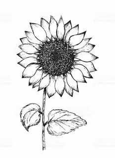 Clip Art Outline Sunflower Drawing Easy - canvas-syrop