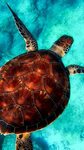 Cute Sea Turtle Wallpapers - 4k, HD Cute Sea Turtle Backgrou