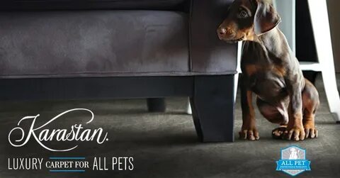 Karastan All Pets Sale - Jabro Carpet & Flooring Store South
