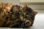 #867022 Cats, Snout, Fat, Paws - Rare Gallery HD Wallpapers