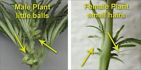 Как определить пол конопли - Семяныч