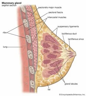 mammary gland summary.