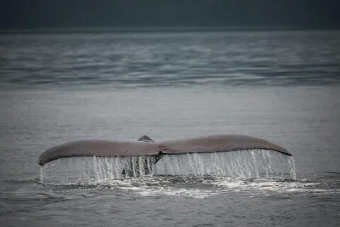 Wallpaper ID: 287425 / sea ocean water humpback whale breach