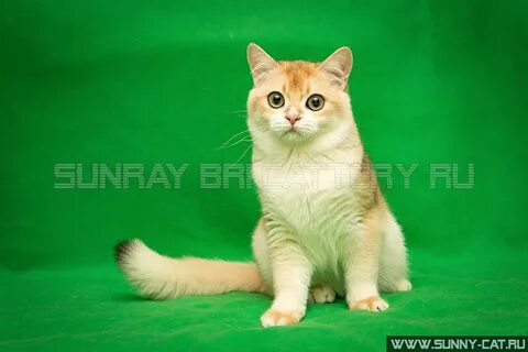 Рейтинг фотографий кошек, котов и котят SunRay Фото - 171-я 
