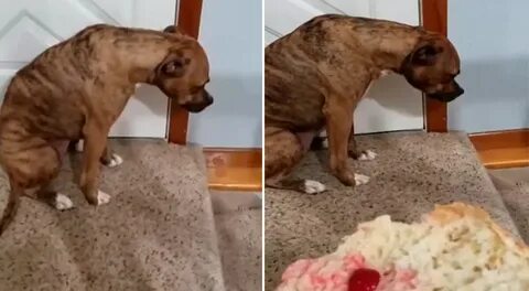 YouTube viral: mujer regaña a su perro por haberse comido su
