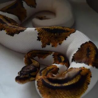1.0 Yellow Belly Piebald Ball python, Danger noodle, Animals