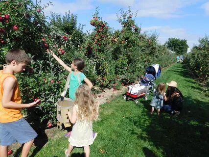 Fall Festivals - Bauman Orchards
