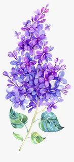 Lavender Clipart Watercolor - Watercolor Lilac Flower, HD Pn