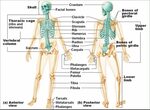 Image result for axial skeleton anatomy labeled Anatomy and 