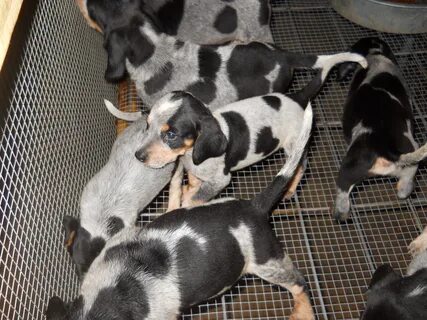 blue tick hound lab mix puppies for sale Online Shopping