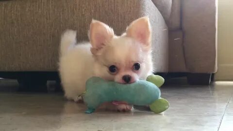Long Haired White Chihuahua Puppies - SO cute! 😘 😂 Sweetie P