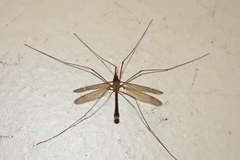 Who Are This Giant Crane Fly Or Mosquito Hawk Is This Fly - 