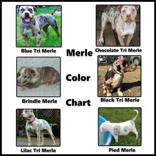 Merle tricolors American bully, Brindle, Tri color