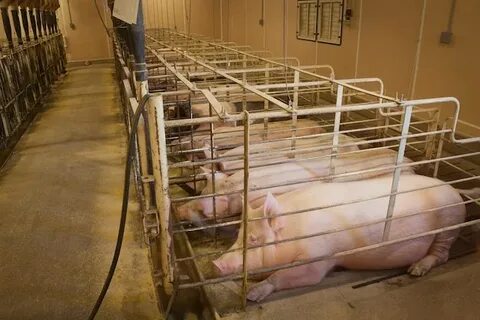 California voted to improve pig welfare. The pork industry i