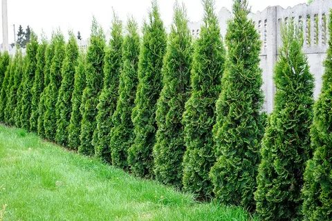 Emerald Green Arborvitae