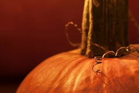 Wallpaper : orange, macro, Halloween, pumpkins, tendril, 201