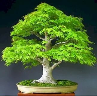 Bonsai Trees For Inspiration Your Home Decor - jihanshanum M