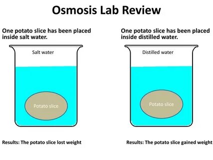 PPT - Osmosis Lab Review PowerPoint Presentation, free downl