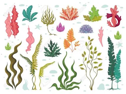Seaweeds. Sea Underwater Plants, Ocean Coral Reef And Aquati
