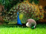 What's the Difference Between Male and Female Peacocks? - Jo