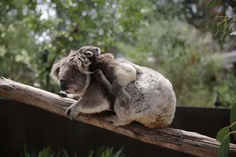 Koala Joey Peeks Out Of Mom's Pouch - ZooBorns