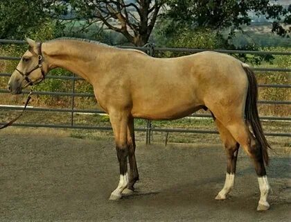 Buckskin Horse Names Female : Buckskin & dapple love! Funny 