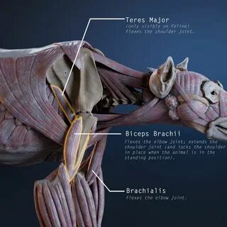 Pin on Dog anatomy