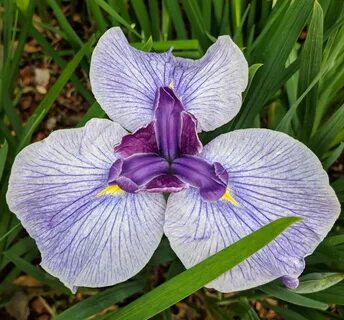 Japanese Irises - FineGardening Japanese Iris, Diy Beauty Treatments, Big V...