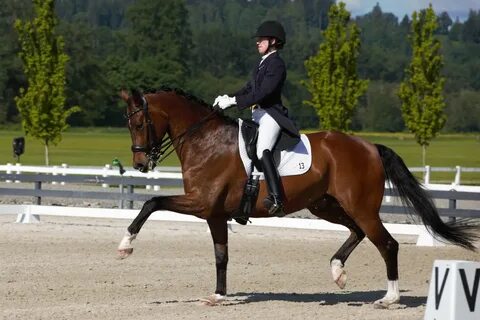 The Dressage Foundation : Home