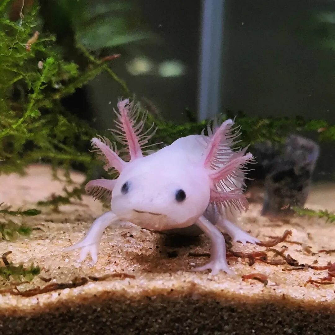 Axolotl black dota фото 53