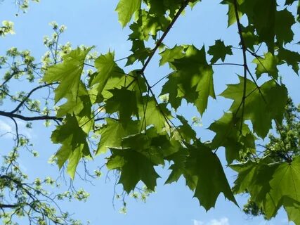 Albion Trees " Norway Maple