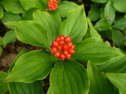 Cornus canadensis - Bunchberry berries Plants, Ground cover,