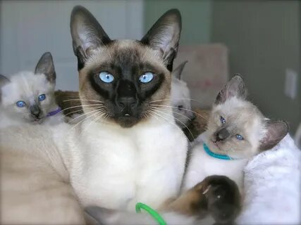 Carolina Blues Cattery Siamese Kittens for Sale Kitty Siames