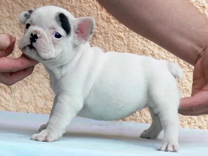 Mini French Bulldogs For Sale In Texas - dog.aircharterservi