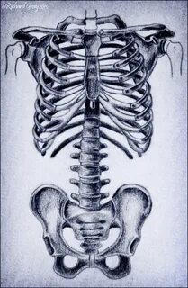 Rib Cage Drawing - Jordan-Lee Hensley