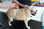 Meet 13 of Britain's FATTEST PETS who are heading to their v