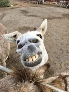 World’s Greatest Gallery of Laughing Donkeys