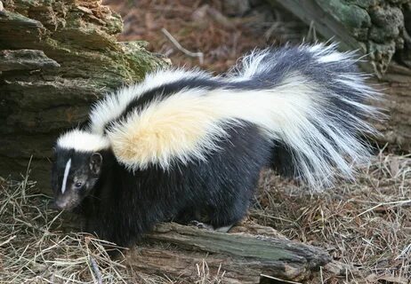 Pin by Lorraine Turner on Animals in Nature Striped skunk, S