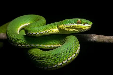 White-Lipped Pit Viper HD Wallpapers and Backgrounds