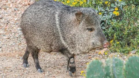 Who are You Calling a Pig: Stalking the Wild Javelina Edible
