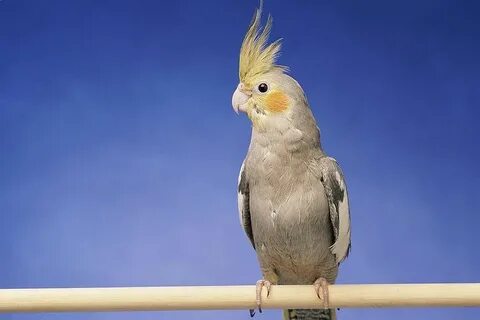 Cockatiels: Some of the Most Popular Pet Birds Pet birds, Co