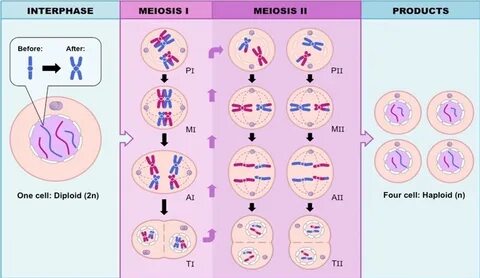 Amoeba Sisters Video Recap Genetic Drift Answer Key Pdf : ka