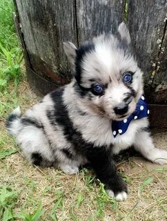 Beautiful Pomsky(husky/pom) puppies for sale. Check out www.