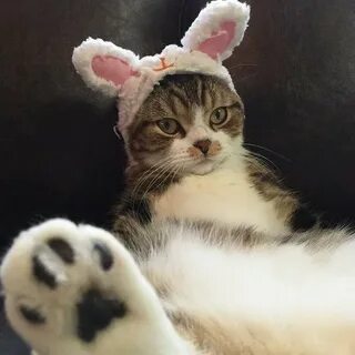 Adorable Pets Celebrate Easter on Instagram Animals Zone