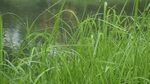 new fresh green garden grass flapping Stock-video (100 % roy